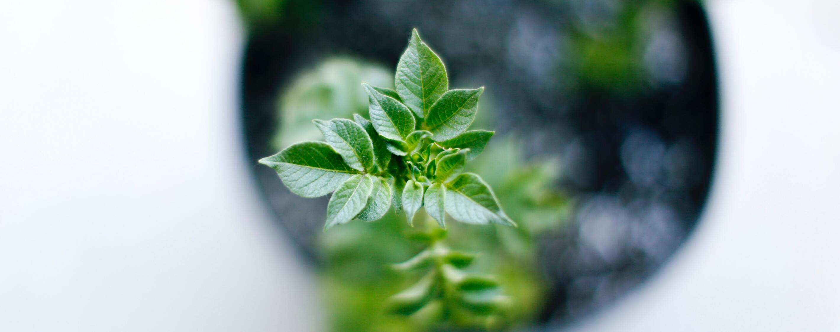 6 Herbs to Boost Your Immunity This Winter Season