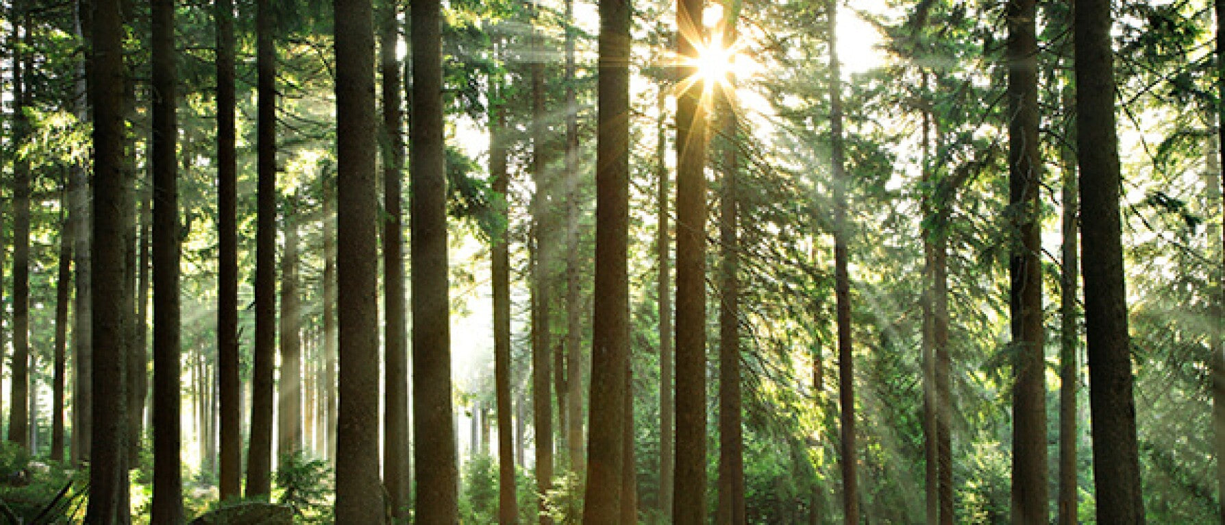 A Mind-Body Approach to Diabetes